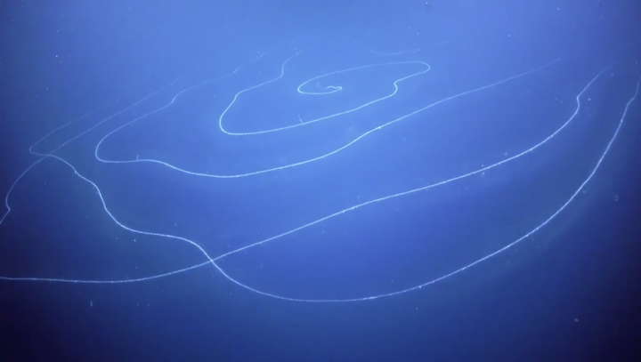 Siphonophores are predators that feed by dangling stinging tentacles in the water. 