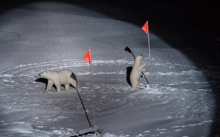 Polar bear mom and cub visit the ice floe.