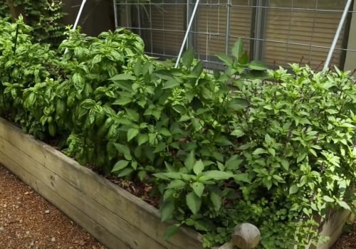 How To Grow Basil Nelson Advantages Gardening Tips For December