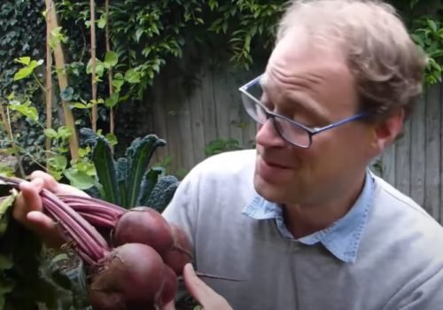 Growing Beets From Sowing To Harvest Nelson Advantage Gardening Tips For December