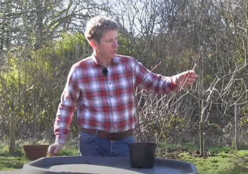 How To Grow Blueberries Nelson Advantage Gardening Tips For December