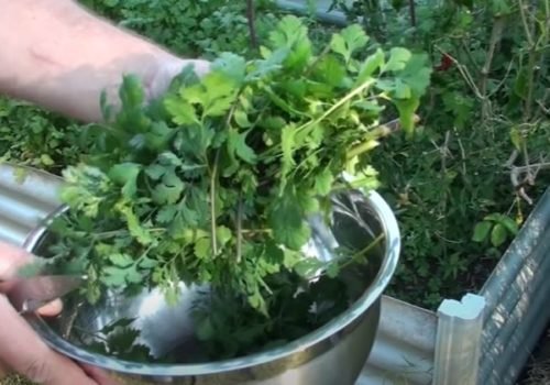 5 Tips How To Grow A Ton Of Coriander Or Cilantro In Container/Garden Bed