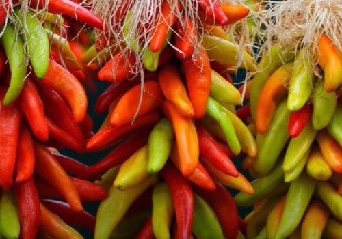 CHILLI GROWING GUIDE