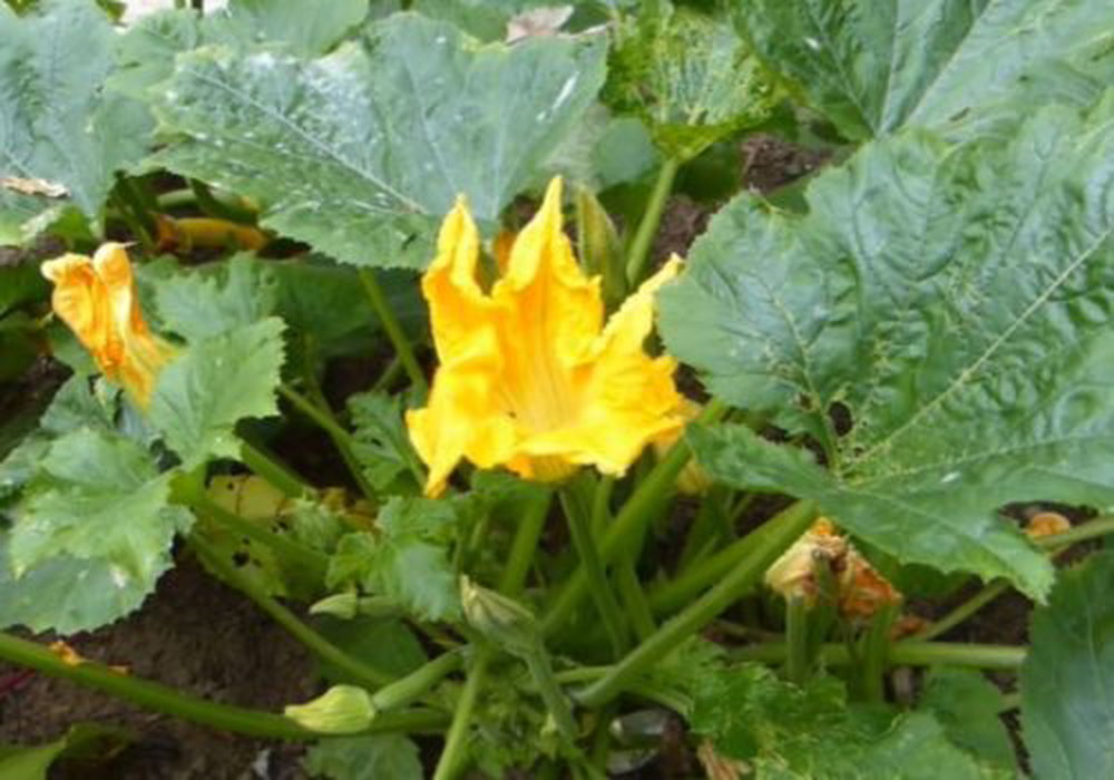 Growing Zucchini (Courgettes) From Sowing To Harvest