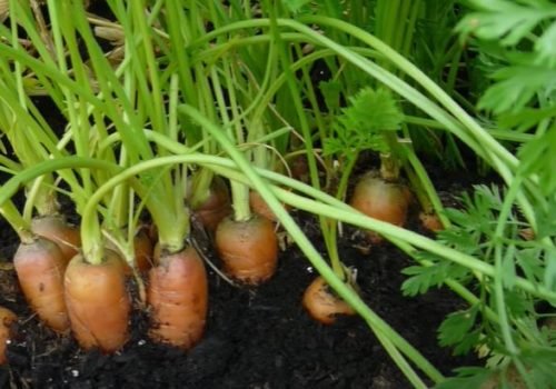 Carrot Gardening Tips | Dig It Up Guide For Nelson New Zealand, Uniquely Nelson And Nelson Advantage