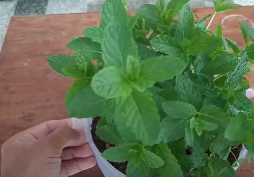 Mint Gardening Tips | Dig It Up At Nelson , Uniquely Nelson And Nelson Advantage