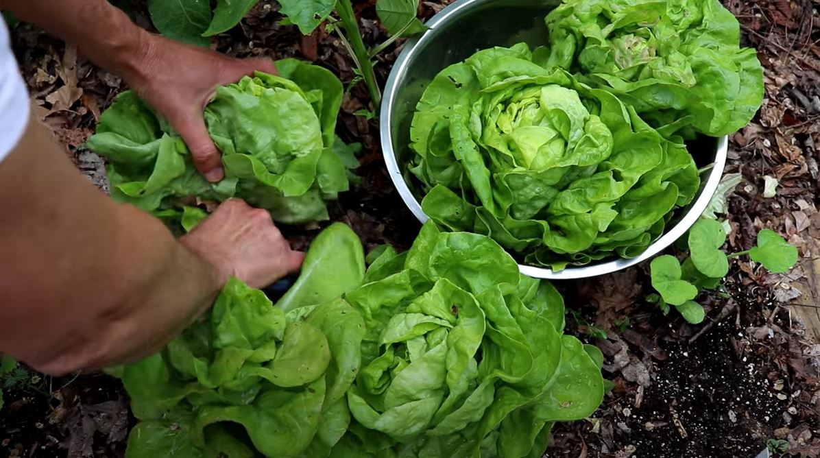 How To Grow Lettuce From Seed To Harvest Uniquely Nelson