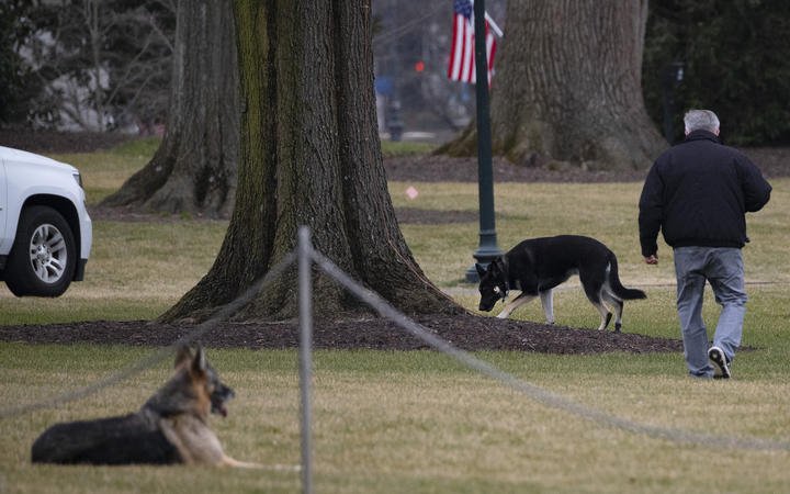 First dogs Champ and Major Biden are seen on the South Lawn of the White House in Washington, DC, on January 25, 2021.