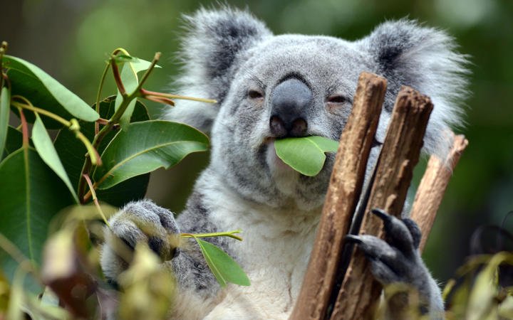 Detoxification genes enable koalas to eat eucalyptus leaves.