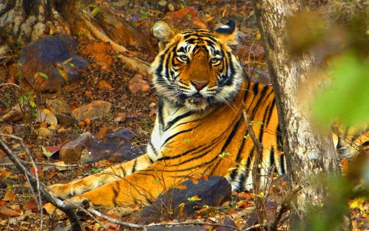 A Tigress Sultana is seen during a Jungle safari at the Ranthambore National Park in Sawai Madhopur district, Rajasthan, India on February 9, 2020.