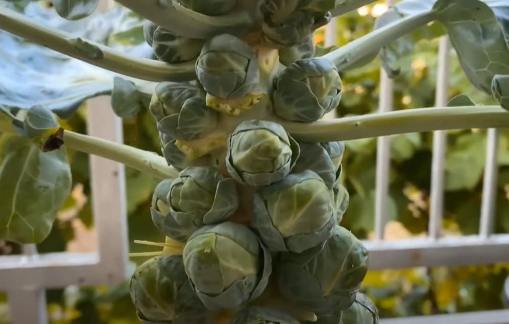 Growing Brussel Sprouts in Small Containers [Planting to Harvest