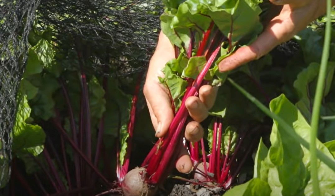 beetroot-succeed-with-early-sowings-harvest-same-method-for-autumn