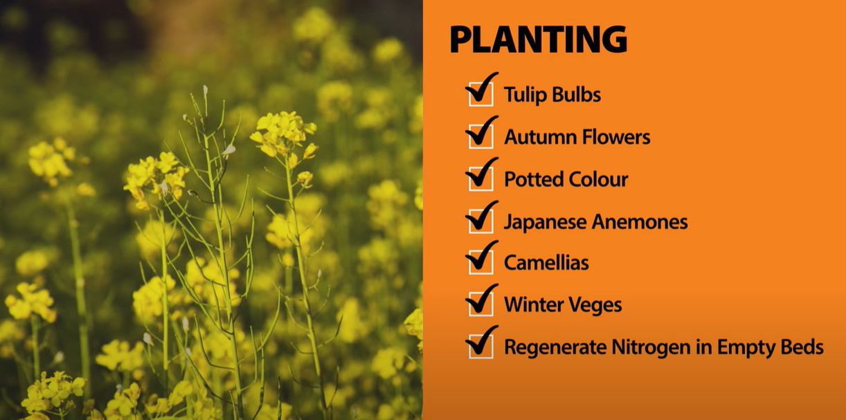 April Garden Checklist | Mitre 10 Easy As Garden - Uniquely Nelson